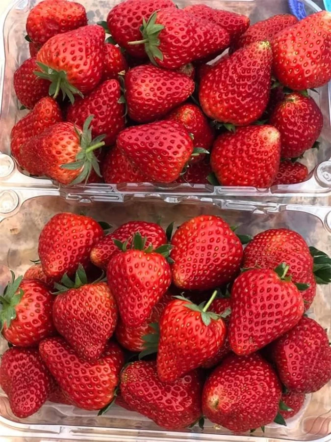 Những trái dâu chín ngọt được trồng theo hướng hữu cơ sinh học tại trang trại của chị Đoàn Thu Trà sắp tới sẽ được bày bán tại một số siêu thị như Big C, Lotte. Ảnh: nhân vật cung cấp.