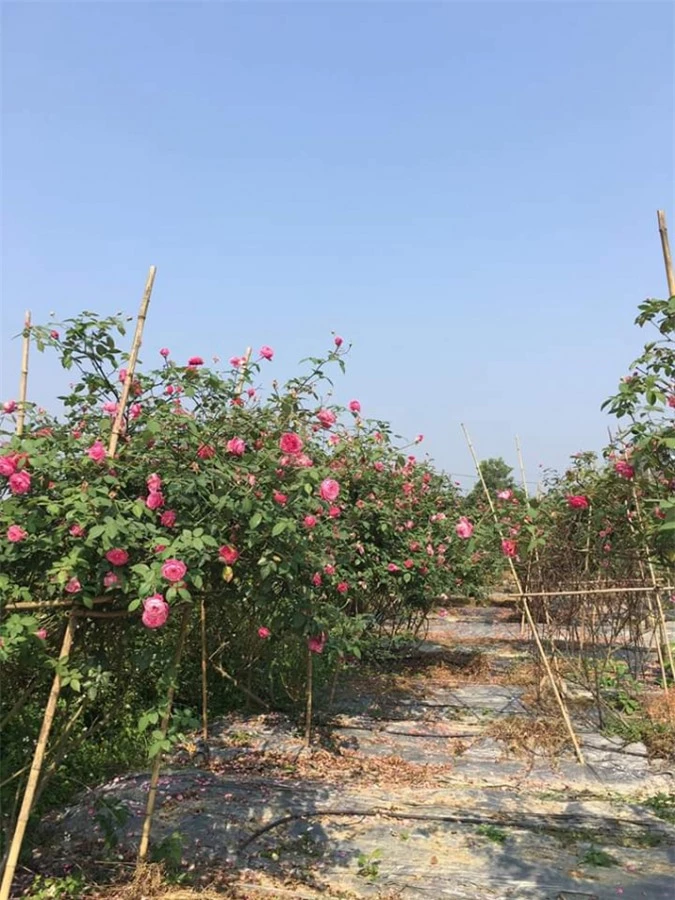 Vườn hồng hữu cơ với hơn 7000 gốc hoa hồng nội, ngoại là địa điểm thăm quan chụp ảnh yêu thích của nhiều du khách khi đến thăm trang trại chị Đoàn Thu Trà. Ảnh: nhân vật cung cấp