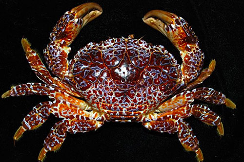 Ngoài cua 'mặt quỷ' ra còn loại cua nào chứa độc tố chết người?