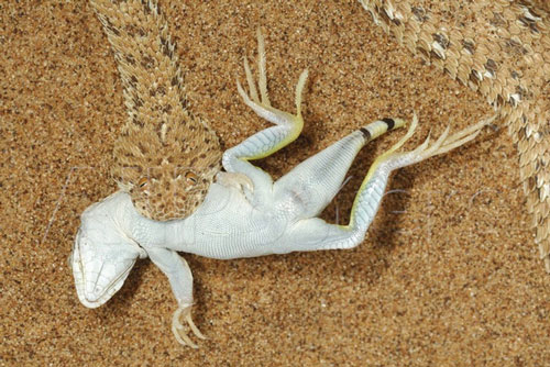 Đi ngang "hố tử thần" mà không biết, tắc kè bị tập kích bất ngờ: Cú cắn duy nhất quyết định số phận