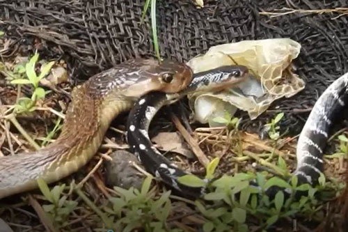 CLIP: Rắn hổ mang Ấn Độ nuốt chửng đối thủ có nọc độc gấp 15 lần