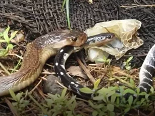 CLIP: Rắn hổ mang Ấn Độ nuốt chửng đối thủ có nọc độc gấp 15 lần