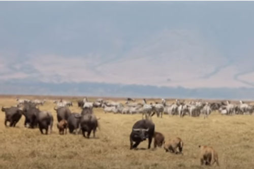 CLIP: Đàn sư tử "chào thua" con mồi hung hăng