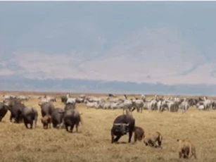 CLIP: Đàn sư tử "chào thua" con mồi hung hăng