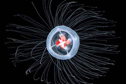 Lo&#xE0;i &#x111;&#x1ED9;ng v&#x1EAD;t n&#xE0;o s&#x1ED1;ng c&#x1EA3; 1.000 n&#x103;m?