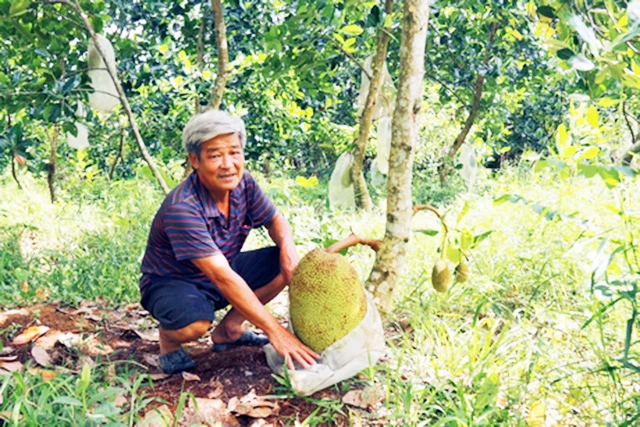 Mít siêu sớm đang có tiềm năng trở thành "cây làm giàu" cho nông dân Vĩnh Long (Ảnh Tư liệu)