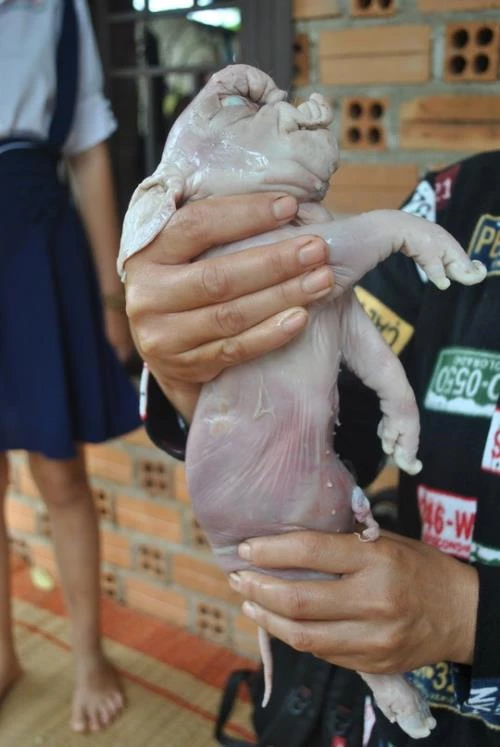 Chú heo con này có hình thù khác lạ với thân hình lớn đặc biệt là đôi tai to bè như tai voi.