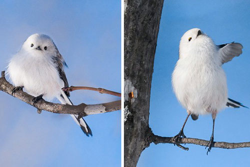 11 loài động vật đáng yêu bậc nhất thế giới
