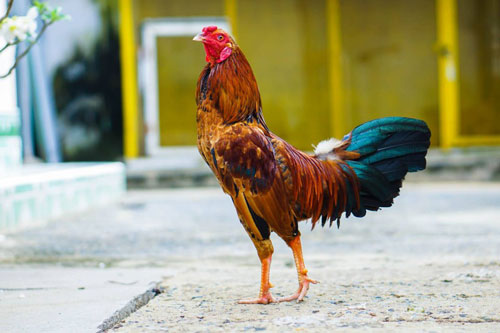 Top 3 con giáp dễ 'gánh vàng gánh bạc' về nhà, cuộc sống viên mãn trong 20 ngày cuối tháng 6 Dương lịch