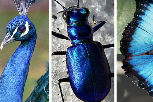 Giải mã bí mật về những loài động vật có màu xanh lam siêu hiếm