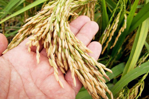 Xuất khẩu gạo tăng lượng, được giá cao
