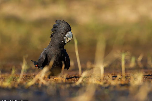 Phát hiện phân loài mới của loại vẹt nổi tiếng nhất nước Úc
