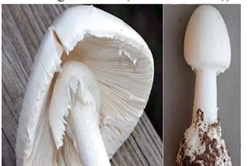 Bốn loại nấm cực độc thường gặp ở Việt Nam