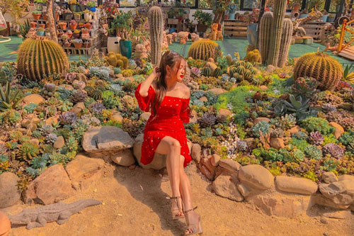 Sống ảo cùng sen đá tại quán cà phê Đà Lạt