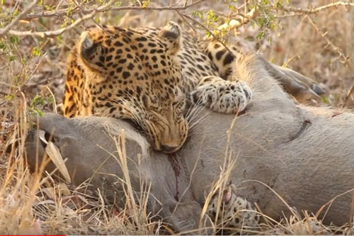 CLIP: Báo hoa mai đoạt mạng lợn bướu trong "chớp mắt"