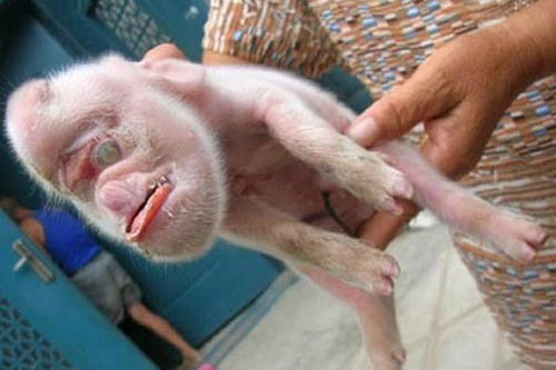 Những động vật “đẻ” ra…người, quái vật