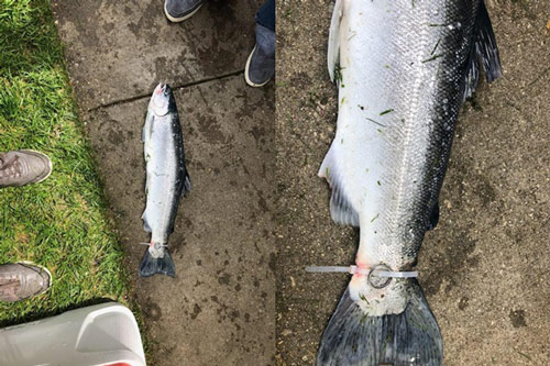 Bắt được con cá hồi đeo nhẫn ở đuôi, người đàn ông tìm hiểu thì phát hiện điều khó ngờ