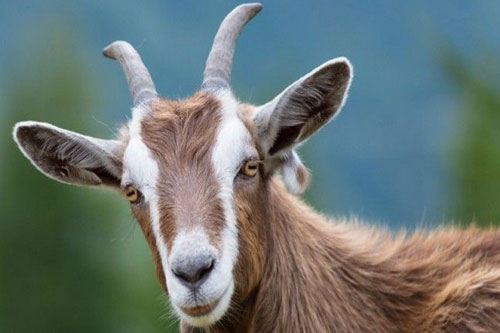 3 con giáp cầu được ước thấy, dễ đổi đời trúng lớn, tiền vào đầy túi trong 2 ngày cuối tuần này