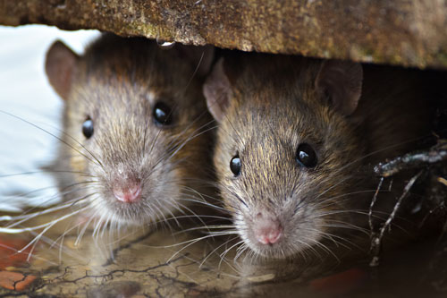 Số trời đã định, 4 con giáp dễ may mắn đổi đời, giàu có hết phần thiên hạ trong nửa cuối năm 2020