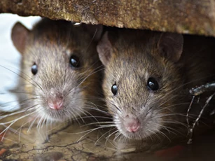 Số trời đã định, 4 con giáp dễ may mắn đổi đời, giàu có hết phần thiên hạ trong nửa cuối năm 2020