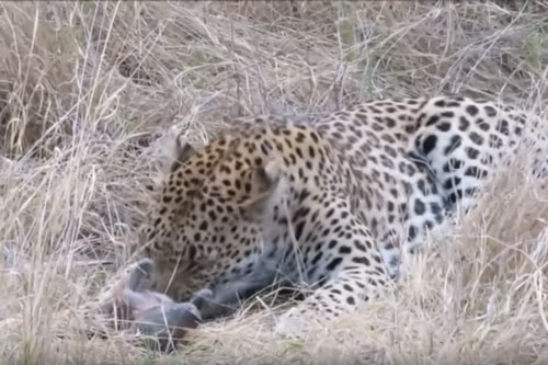 CLIP: Báo hoa mai "hành hạ" lợn bướu trước khi ăn thịt