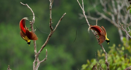 Hình ảnh tuyệt vời về động vật trong rừng sâu