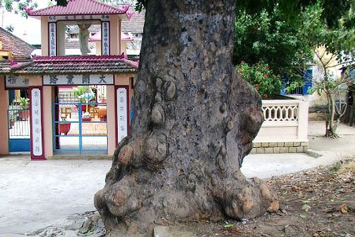 Oan hồn trinh nữ nhập 'linh thụ' canh giữ kho báu