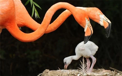 Ảnh đẹp: Gấu nâu khiêu vũ trên bờ hồ - 10