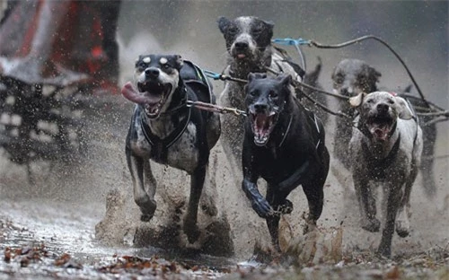 Ảnh đẹp: Giải vô địch đua xe chó kéo châu Âu - 6