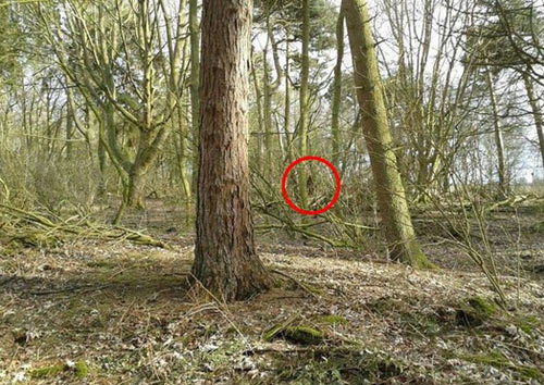 Bất ngờ tìm thấy "quái vật" Bigfoot huyền thoại?