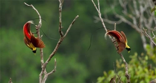 Hình ảnh tuyệt vời về động vật trong rừng sâu - 2