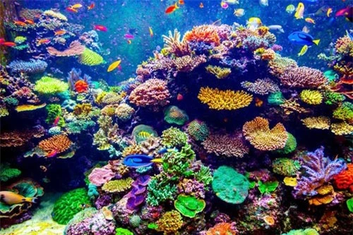 San hô là loài động vật sống thọ nhất Trái đất - 2