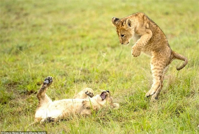Sư tử con táo tợn nhảy lên đầu cắn sư tử mẹ vì mục đích bất ngờ - Ảnh 6.
