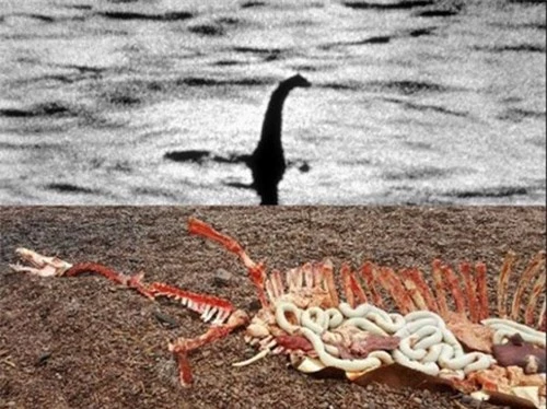 Xác động vật dạt vào bờ Loch Ness, nghi là quái vật huyền thoại - 1