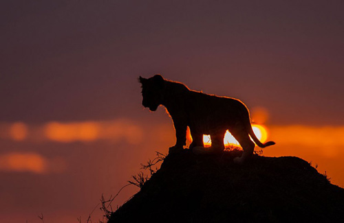 Ảnh đẹp: linh dương dũng cảm tấn công báo đốm, sâu bướm ngụy trang thành rắn