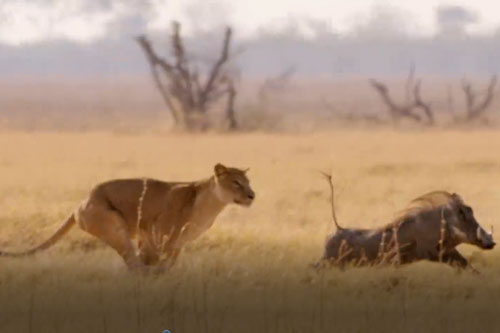 CLIP: Lợn bướu thoát chết "thần kỳ" khi chạm mặt sư tử