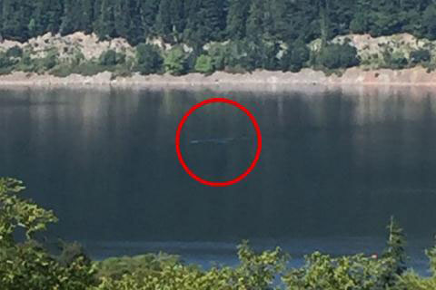 Quái vật Loch Ness thực chất là cá nheo khổng lồ?