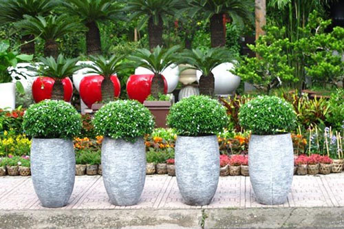 CLIP: Mách bạn mẹo nhân giống mai vạn phúc cực đơn giản