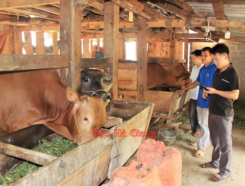 Liên kết chăn nuôi bò vỗ béo tại xã Lùng Tám cho thu nhập trung bình 90 - 100 triệu đồng/thành viên/năm.