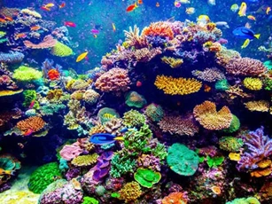 San hô là loài động vật sống thọ nhất trên Trái Đất
