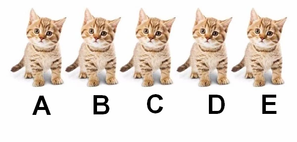 Bạn chọn chú mèo nào? Bạn chọn chú mèo nào?