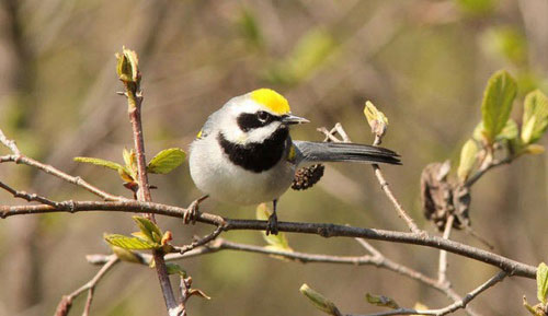 8 khả năng phi thường ở động vật mà con người thèm muốn