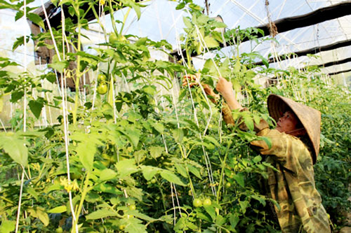 Băc Kạn: Sinh khí mới với trồng rau an toàn