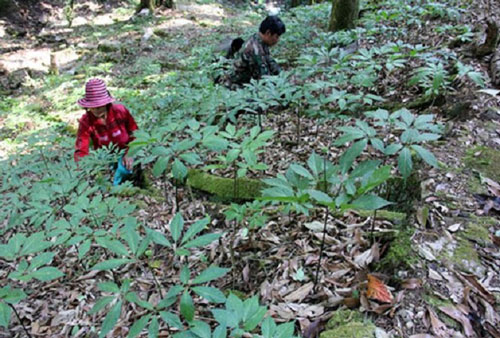 Kon Tum: Sâm Ngọc Linh tiên phong mở lối thoát nghèo