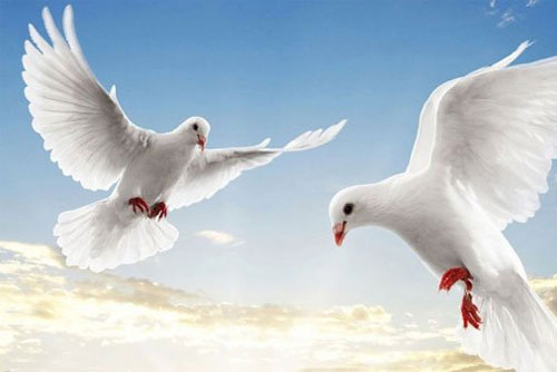 Bồ câu - Loài chim thông minh của thế giới động vật