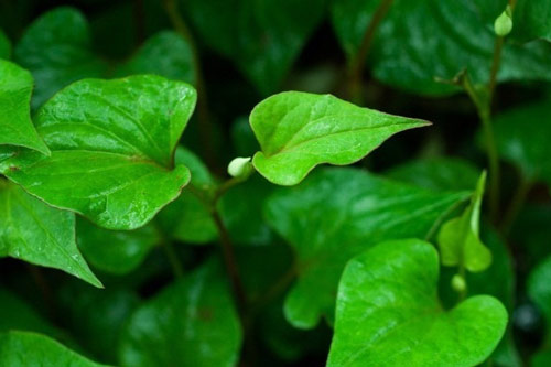 Những loại rau tính mát, giải độc thanh nhiệt nên ăn vào mùa hè