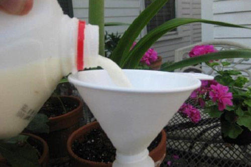 Thấy con dâu vứt sữa hết hạn, mẹ chồng ngăn lại rồi đem ra vườn khiến cả nhà "tròn mắt"