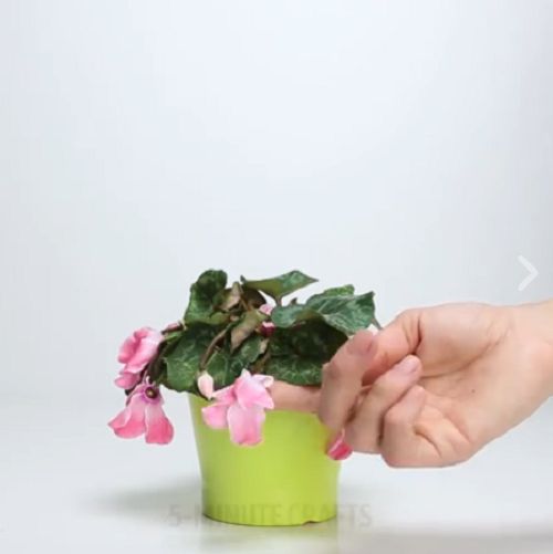 Bỏ vỏ chuối và trứng vào cây chết héo, điều kỳ lạ bỗng xảy ra