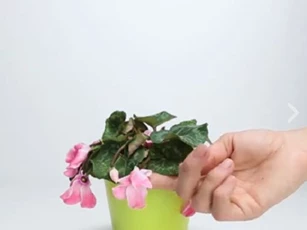 Bỏ vỏ chuối và trứng vào cây chết héo, điều kỳ lạ bỗng xảy ra