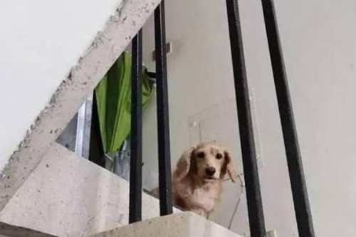 Shipper gặp lại chú chó thất lạc 5 năm trước trong lúc đi giao hàng và cái kết đầy bất ngờ